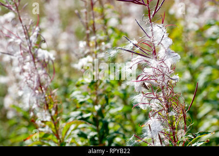 Rosebay Willowherb (epilobium angustifolium, également Chamerion angustifolium ou chamaenerion), un écran rétroéclairé de près de l'usine de semences. Banque D'Images