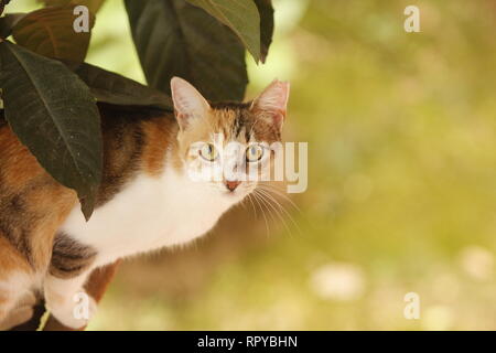 Jeune Chat sur arbre néflier avec green bokeh copie espace. Banque D'Images