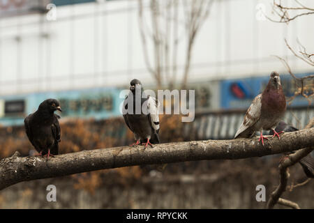 Vue de face de trois pigeons sur une branche d'arbre en Cheonggyecheon Stream. Banque D'Images
