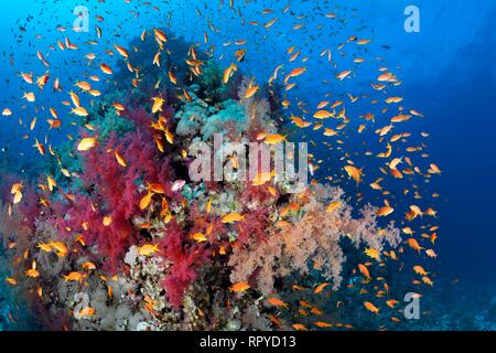 Bloc de Corail Coral reef, densément couverts de coraux mous avec Klunzinger (Dendronephthya klunzingeri), swarm Anthias (Anthiinae) Banque D'Images