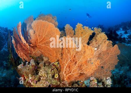 Plongeur flotte au-dessus de la crête des récifs coralliens avec Giant Sea Fans (Annella mollis), Red Sea, Egypt, Red Sea, Egypt Banque D'Images