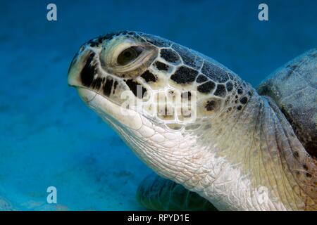 La tortue verte (Chelonia mydas) aussi , Portrait de l'avant, Red Sea, Egypt Banque D'Images