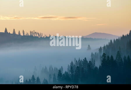 Paysage de montagne d'été. Matin brouillard sur la montagne bleue collines couvertes d'une épaisse forêt de sapins brumeux sur ciel rose vif au lever copie espace zone Banque D'Images