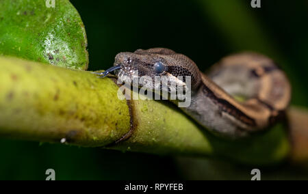 Serpent dans Costa Rica Banque D'Images