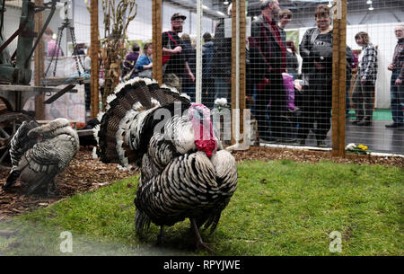 Leipzig, Allemagne. Feb 23, 2019. Les dindes sont dans une volière à la foire 'Haus Garten Freizeit' à la foire de Leipzig. Parallèlement à la 'Haus Garten Freizeit' le itteldeutsche Handwerksmesse 2019 'juste' a lieu du 23.02.-03.03.2019. Crédit : Peter Endig/dpa/Alamy Live News Banque D'Images