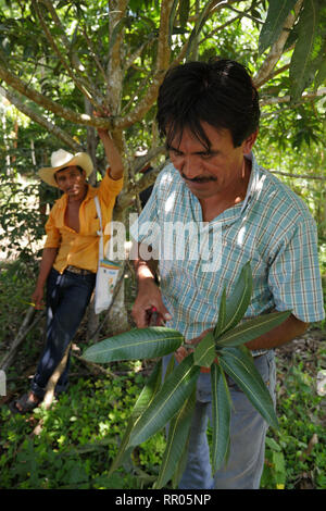 Atelier pour les agriculteurs AU GUATEMALA sur l'horticulture biologique, durable, organisé par l'Église catholique, El Remate, Petén. Cesar Cacao (chemise rayée), formateur en agriculture biologique pour la municipalité de Santa Elena, en donnant une démonstration de greffage avocatiers. Banque D'Images