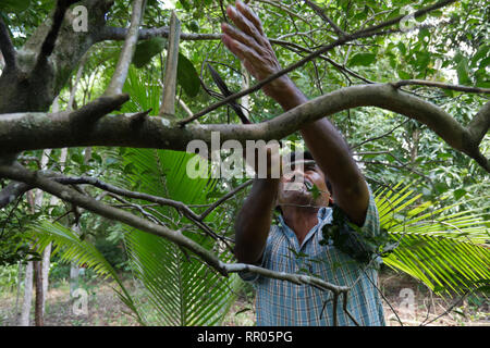 Atelier pour les agriculteurs AU GUATEMALA sur l'horticulture biologique, durable, organisé par l'Église catholique, El Remate, Petén. Banque D'Images