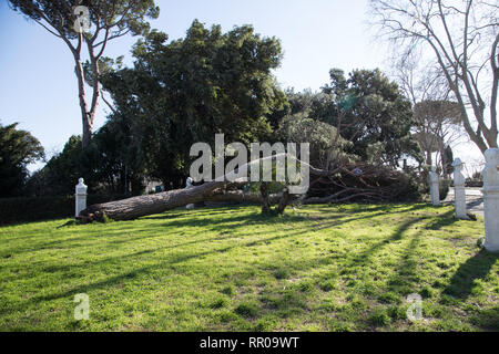 Arbre tombé le long de la promenade du mont Janicule à Rome Banque D'Images