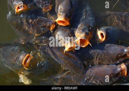 Poisson Koi faim bouche ouverte Banque D'Images