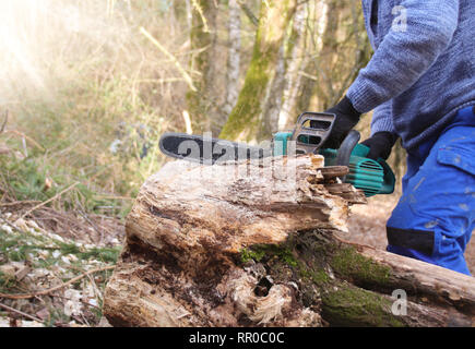 La coupe de bois dans la forêt Banque D'Images