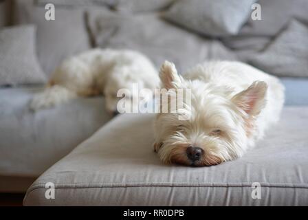 Chien blanc se trouve sur un canapé gris Banque D'Images