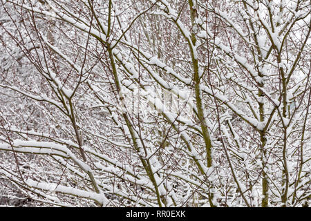 Scène d'hiver de neige s'accumulent sur les branches d'arbres Banque D'Images