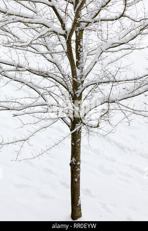 Scène d'hiver de neige s'accumulent sur les branches d'arbres Banque D'Images