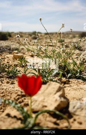 Tulipe rouge sauvage dans le désert du Néguev, Israël Banque D'Images