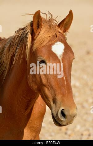Zoologie, de Mammifères (Mammalia), Désert du Namib, cheval cheval sauvage de Namibie Namib ou (Equus ferus) près du, Additional-Rights Clearance-Info-Not-Available-