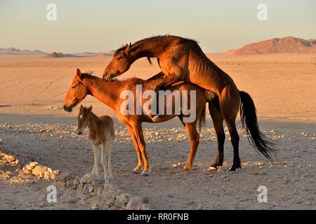 Zoologie, de Mammifères (Mammalia), Désert du Namib, cheval cheval sauvage de Namibie Namib ou (Equus ferus) près du, Additional-Rights Clearance-Info-Not-Available-
