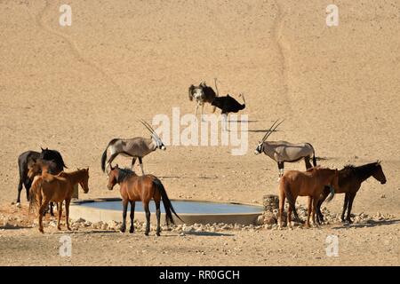 Zoologie, de Mammifères (Mammalia), Désert du Namib, cheval cheval sauvage de Namibie Namib ou (Equus ferus) près du, Additional-Rights Clearance-Info-Not-Available- Banque D'Images