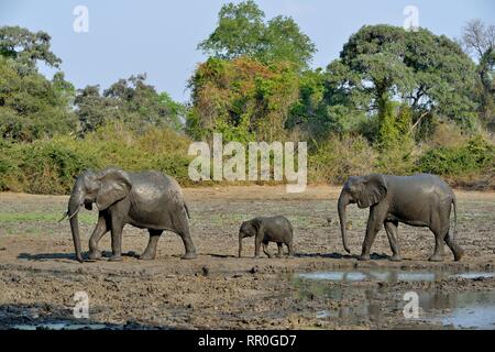 Zoologie, de Mammifères (Mammalia), elephant (Loxodonta africana) à le kanga waterplace Manah, piscines, Additional-Rights Clearance-Info-Nationa-Not-Available Banque D'Images
