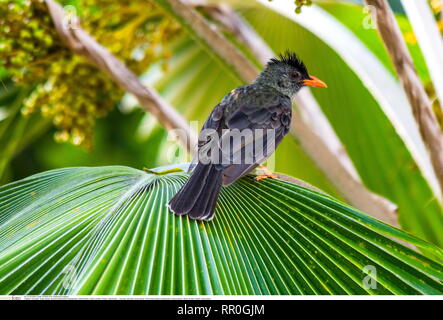 Zoologie / animaux, Oiseaux (Aves), Thick-billed Bulbul (Hypsipetes crassirostris), Vallee de mai, Additional-Rights Clearance-Info-Prasli,-Not-Available Banque D'Images