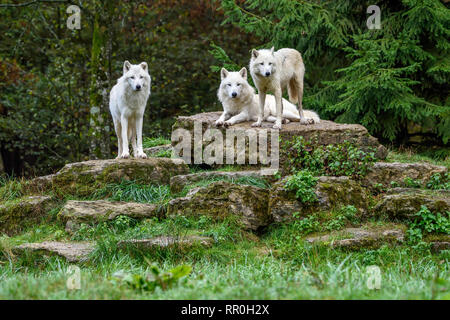 Zoologie / animaux, des Mammifères (Mammalia), polar polar wolfs, wolfs ou le loup arctique (Canis lupus arctos), Additional-Rights Clearance-Info, Pa--Not-Available Banque D'Images