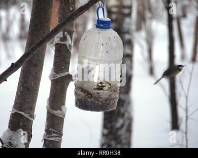 La mésange se nourrit dans une mangeoire faite d'une bouteille en plastique transparent. L'hiver. Photo d'oiseaux. Banque D'Images