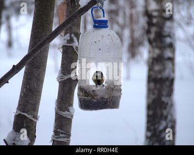 La mésange se nourrit dans une mangeoire faite d'une bouteille en plastique transparent. L'hiver. Photo d'oiseaux. Banque D'Images