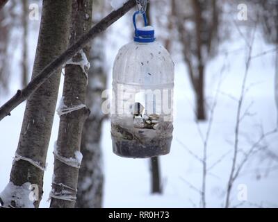 La mésange se nourrit dans une mangeoire faite d'une bouteille en plastique transparent. L'hiver. Photo d'oiseaux. Banque D'Images