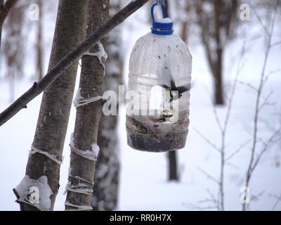 La mésange se nourrit dans une mangeoire faite d'une bouteille en plastique transparent. L'hiver. Photo d'oiseaux. Banque D'Images