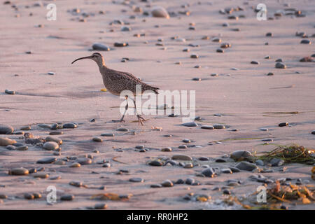 Un Courlis corlieu Numenius phaeopus hudsonicus longeant la rive en Californie Banque D'Images