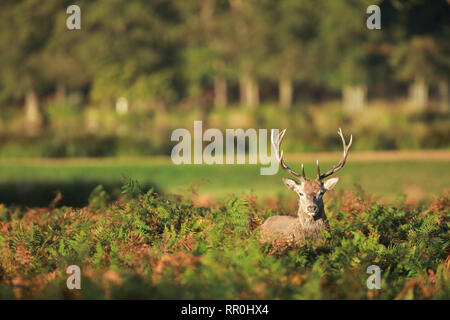 Zoologie, de Mammifères (Mammalia), red deer (Cervus elaphus), Additional-Rights Clearance-Info-Not-Available- Banque D'Images