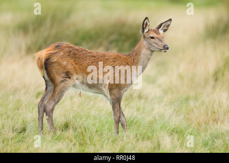 Zoologie, de Mammifères (Mammalia), red deer (Cervus elaphus), Additional-Rights Clearance-Info-Not-Available- Banque D'Images