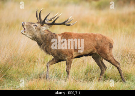 Zoologie, de Mammifères (Mammalia), red deer (Cervus elaphus), Additional-Rights Clearance-Info-Not-Available- Banque D'Images