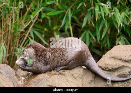 Portrait d'un oriental court-circuit griffé otter (aonyx cinerea) manger un poisson Banque D'Images