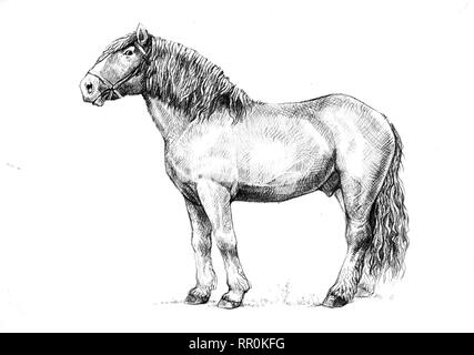 Projet de l'illustration. Portrait de cheval. Dessin au crayon de cheval. Banque D'Images