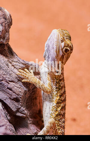 Jeune homme dragon barbu suspendu à une branche dans son terrarium, macro photo verticale Banque D'Images