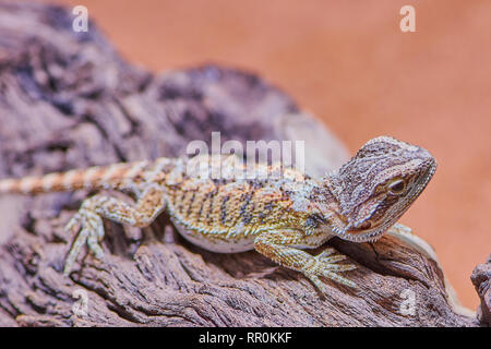 Couleur macro photo d'un jeune dragon barbu dans son terrarium Banque D'Images