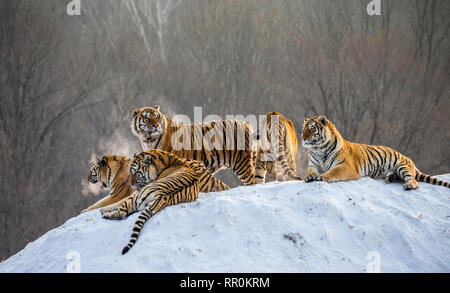 Plusieurs tigres de Sibérie sur une colline enneigée dans le contexte des arbres d'hiver. La Chine. Harbin. Mudanjiang province. Hengdaohezi park. Banque D'Images