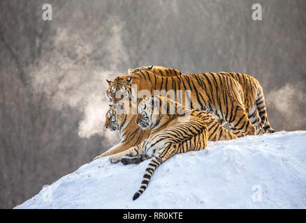 Plusieurs tigres de Sibérie sur une colline enneigée dans le contexte des arbres d'hiver. La Chine. Harbin. Mudanjiang province. Hengdaohezi park. Banque D'Images