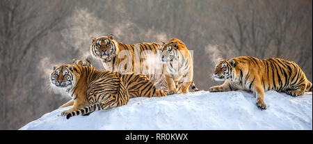 Plusieurs tigres de Sibérie sur une colline enneigée dans le contexte des arbres d'hiver. La Chine. Harbin. Mudanjiang province. Hengdaohezi park. Banque D'Images