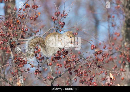 Sciurus carolinensis, nom commun ou l'écureuil gris de l'Écureuil gris alimentation avec Japanese flowering crabapple en hiver Banque D'Images