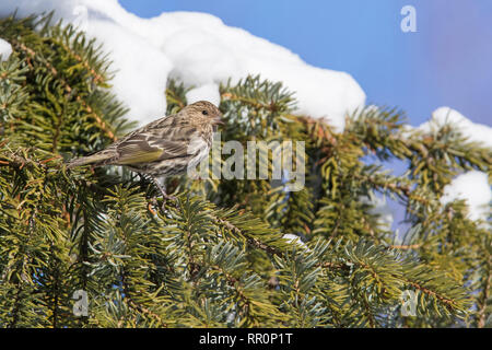 Le Tarin des pins en hiver Banque D'Images