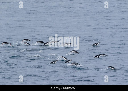 Manchots adélies marsouinage et natation, île Paulet, Antarctique 11 Janvier 2019 Banque D'Images