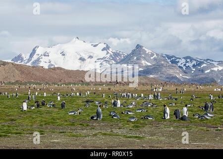 King Penguin, plaine de Salisbury, Géorgie du Sud, le 5 janvier 2019 Banque D'Images