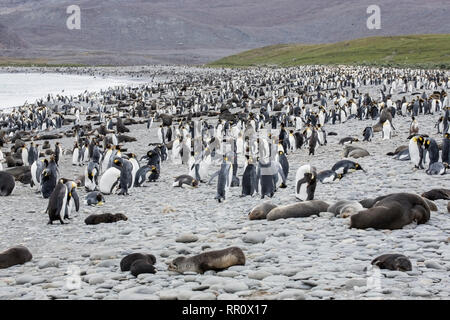 King Penguin, plaine de Salisbury, Géorgie du Sud, le 5 janvier 2019 Banque D'Images