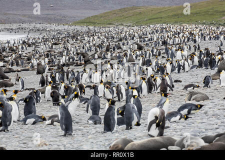 King Penguin, plaine de Salisbury, Géorgie du Sud, le 5 janvier 2019 Banque D'Images