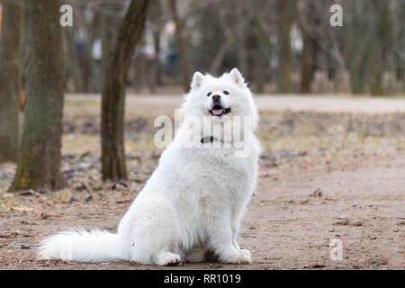 Samoyède chien avec beau bokeh . Beau chien blanc moelleux. Dans le parc des animaux étonnants Banque D'Images