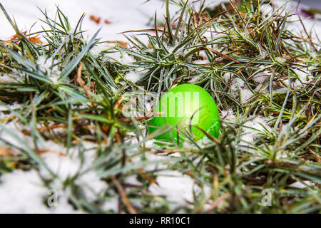 Oeuf de Pâques vert caché dans l'herbe avec la neige chasse d'oeufs Banque D'Images