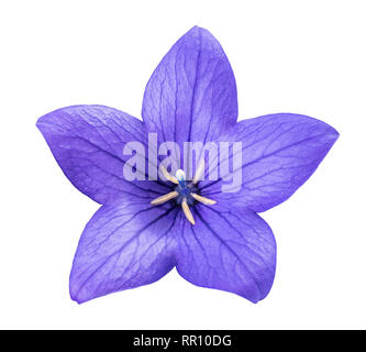 Balloon Flower ( bellflower) isolé sur fond blanc Banque D'Images