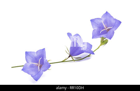 Campanules isolé sur blanc. Campanula rotundifolia Banque D'Images