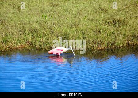 Roseate spoonbill (Platalea ajaja), l'alimentation à côté d'une petite île, Merritt Island National Wildlife Refuge Banque D'Images